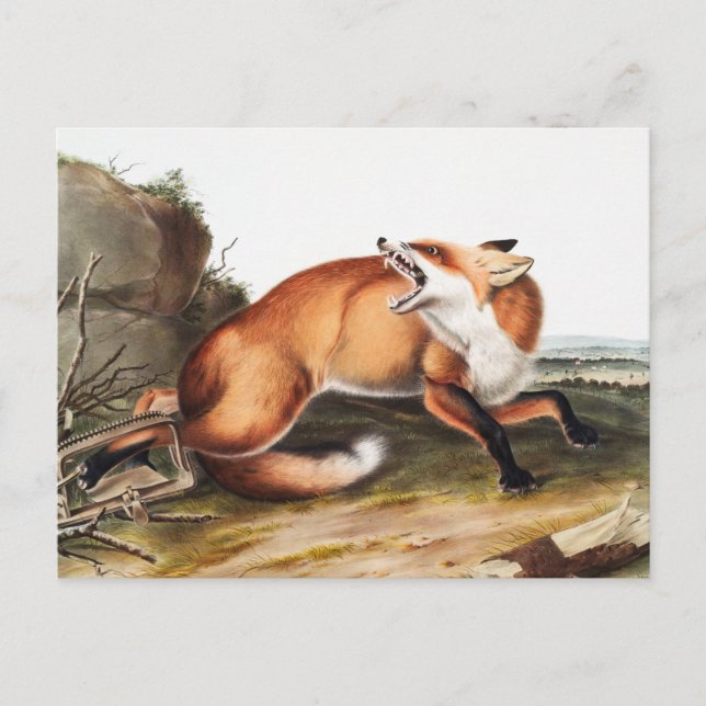 Postal Ilustracion americano de Fox Roja (Vulpes Fulvus) (Anverso)