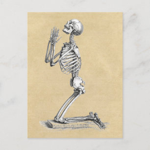 Postal Ilustracion Anatomy Skeleton