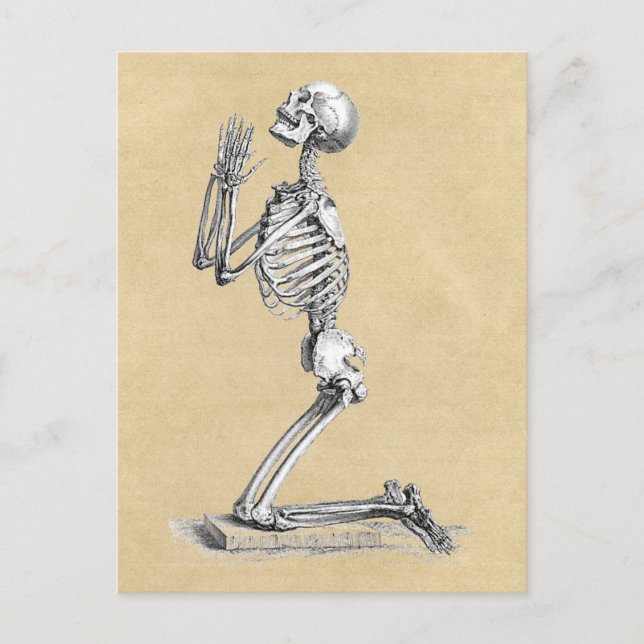 Postal Ilustracion Anatomy Skeleton (Anverso)