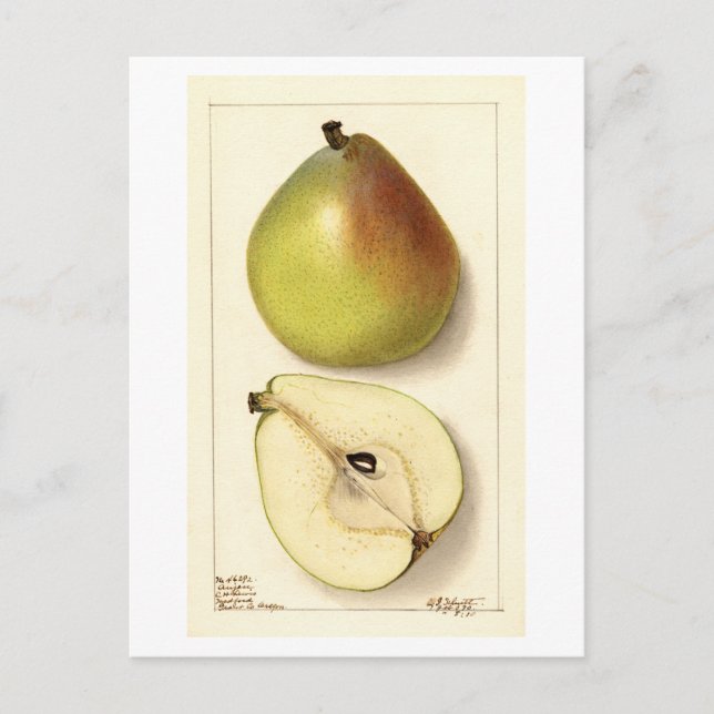Postal Ilustracion Anju Pear Vintage (Anverso)