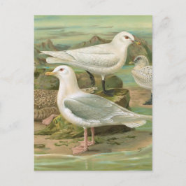 Postal Ilustración antigua de ave de Islandia y gaviota i