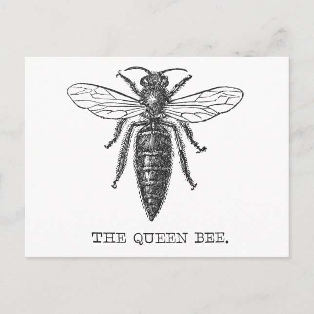 Postal Ilustración antigua de insecto bug abeja reina (Anverso)