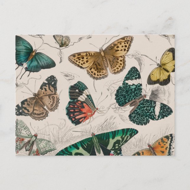 Postal Ilustración antigua de mariposa: Orfebre de 1820 (Anverso)