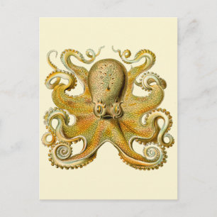 Postal Ilustración antigua de pulpo monstruo marino