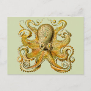 Postal Ilustración antigua de pulpo monstruo marino