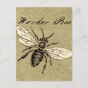 Postal Ilustración Antigüedad Insecto Abeja Obrera Vintag