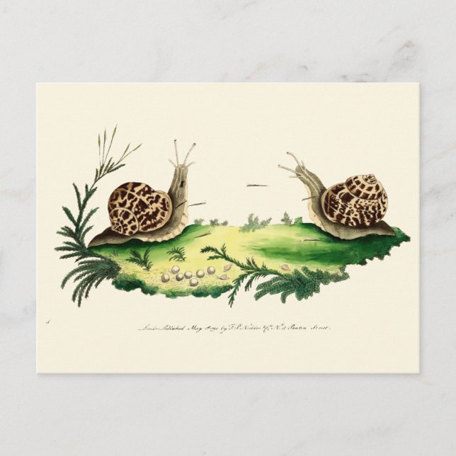 Postal Ilustracion antiguo de caracoles de jardín (Anverso)