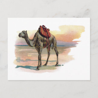 Postal Ilustracion Antiguo Dromedary Camel