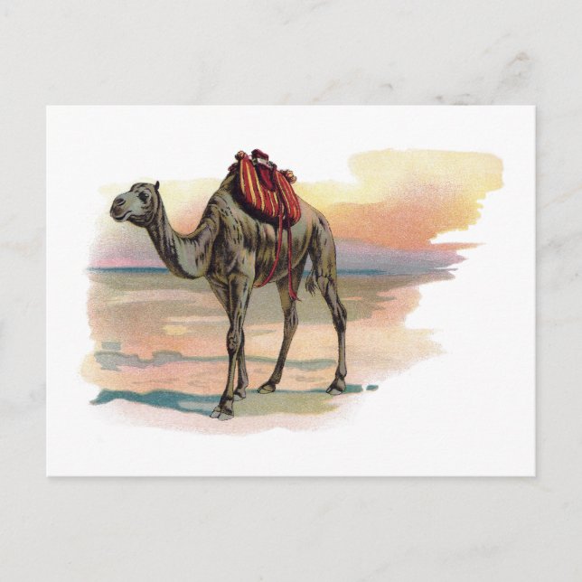 Postal Ilustracion Antiguo Dromedary Camel (Anverso)