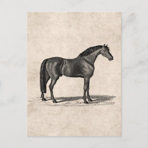 Postal Ilustracion árabe de caballos de la época de 1800