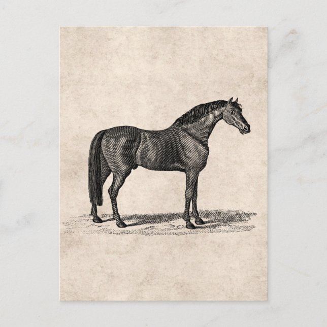 Postal Ilustracion árabe de caballos de la época de 1800 (Anverso)