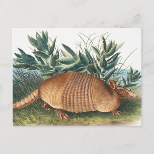 Postal Ilustracion Armadillo (Dasypus Peba) de nueve band