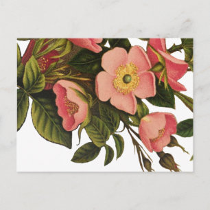 Postal Ilustración artística de flor de rosa antigua