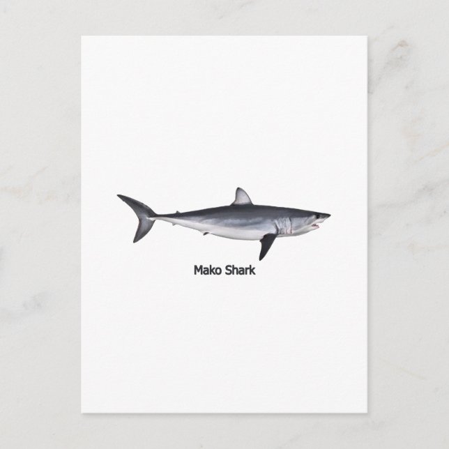 Postal Ilustracion Atateo Mako Shark (Anverso)