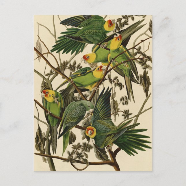 Postal Ilustracion Audubon Carolina Parrot Bird (Anverso)