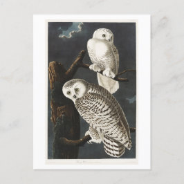 Postal Ilustracion Audubon de Snoweys Vintage