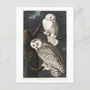 Postal Ilustracion Audubon de Snoweys Vintage