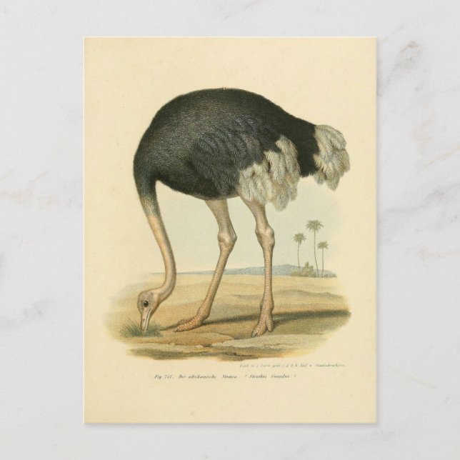 Postal Ilustracion autruche (Anverso)