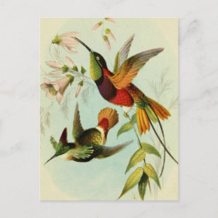 Postal Ilustracion Aves Vintage
