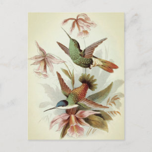 Postal Ilustracion Aves Vintage