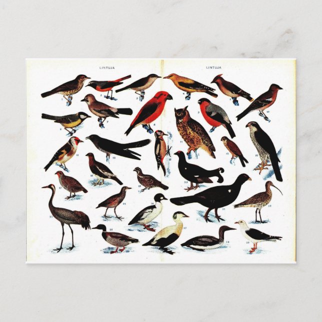 Postal Ilustracion Aves Vintage (Anverso)