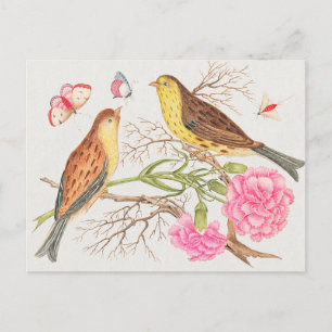 Postal Ilustracion Aves Vintage