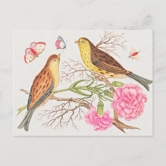 Postal Ilustracion Aves Vintage (Anverso)