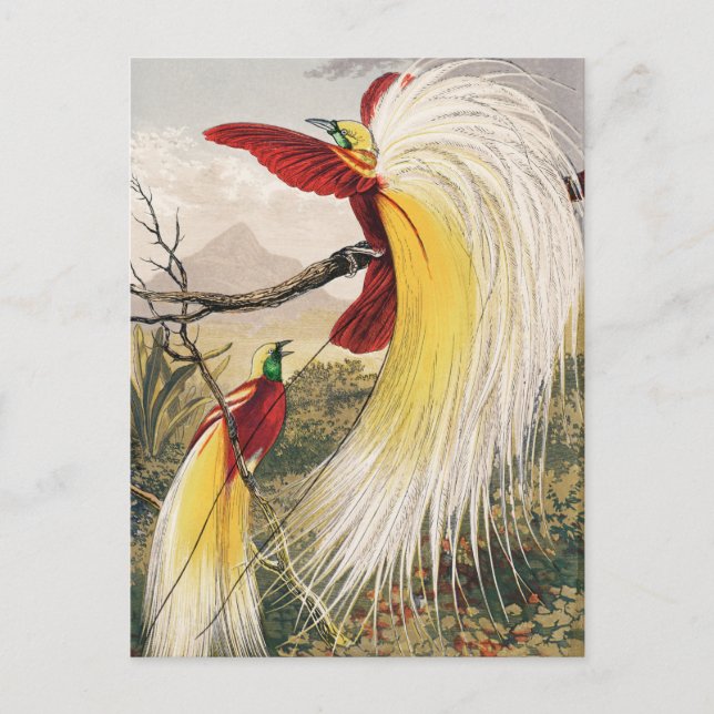 Postal Ilustracion Aves Vintage (Anverso)