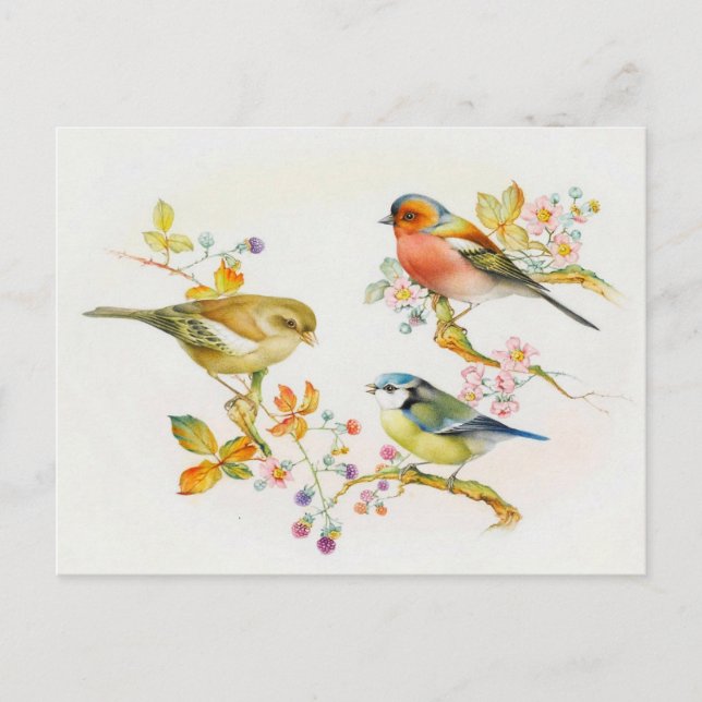 Postal Ilustracion Aves Vintage (Anverso)