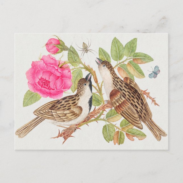Postal Ilustracion Aves Vintage (Anverso)