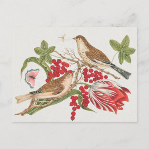Postal Ilustracion Aves Vintage