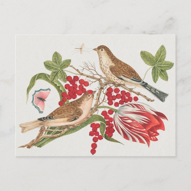 Postal Ilustracion Aves Vintage (Anverso)