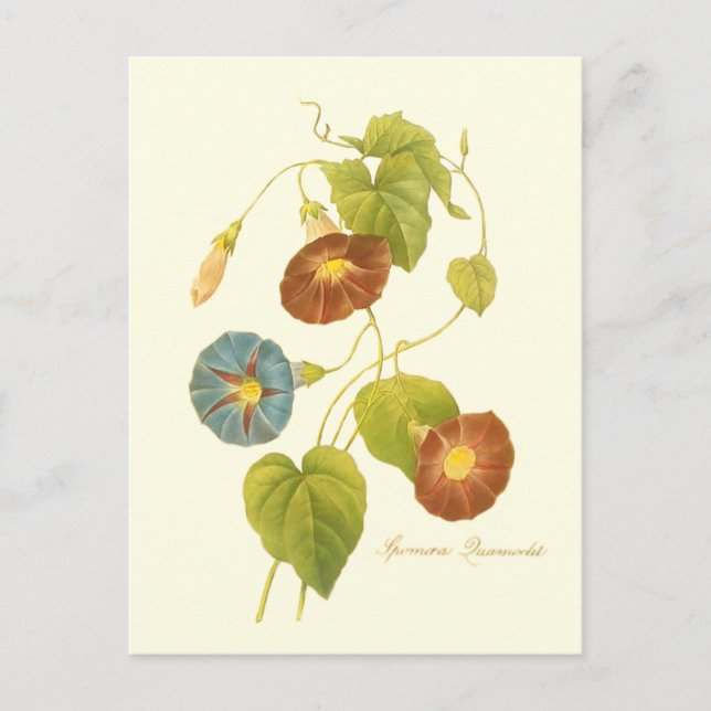 Postal Ilustracion azul de la gloria de la mañana (Anverso)