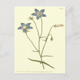 Postal Ilustracion azul Slender Bellflower