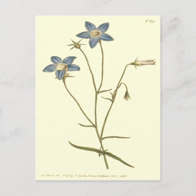 Postal Ilustracion azul Slender Bellflower (Anverso)