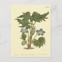 Ilustracion Azul Violeta Palmada