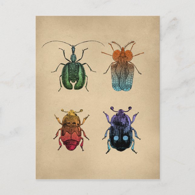 Postal Ilustracion Beetles Vintage (Anverso)