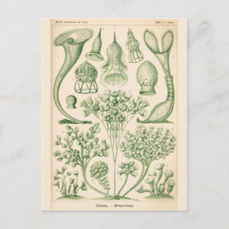 Postal Ilustracion biológico de Flora Verde