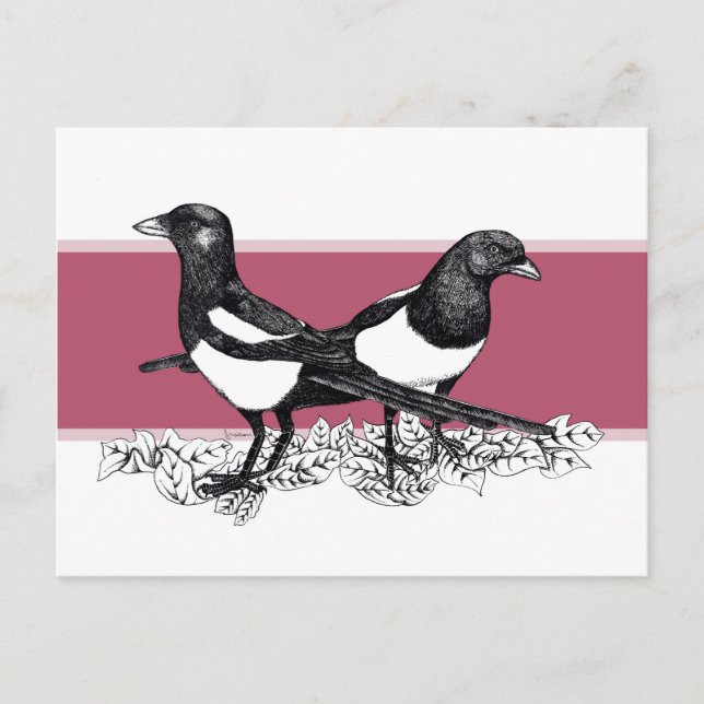 Postal Ilustracion blanco y negro de los magpies (Anverso)