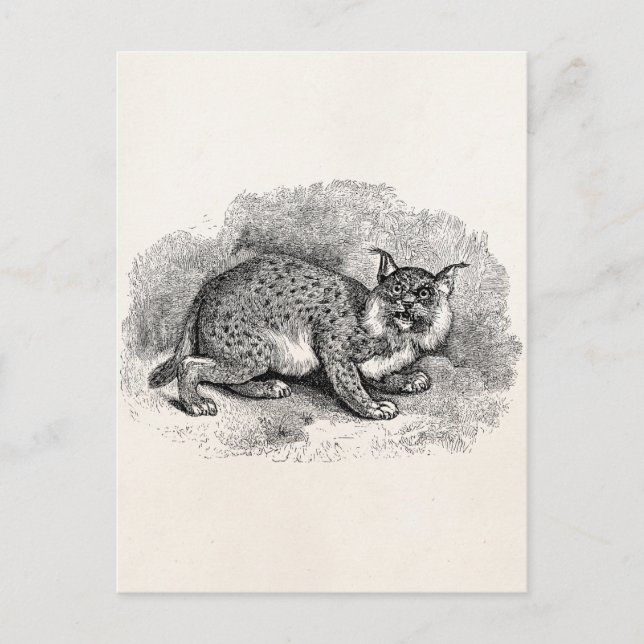 Postal Ilustracion Bob Cat Lynx de Bobcat de los años 180 (Anverso)