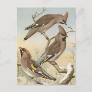 Postal Ilustracion Bohemiano Waxwing Vintage Bird