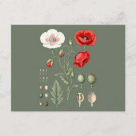 Postal Ilustración botánica arte floral.