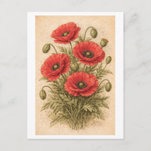 Postal Ilustración botánica de amapolas al estilo vintage