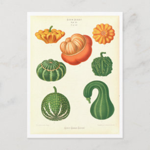 Postal Ilustración botánica de calabazas de catálogo de s