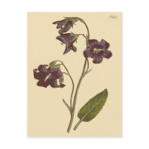 Ilustración botánica de campanilla de hoja salvia