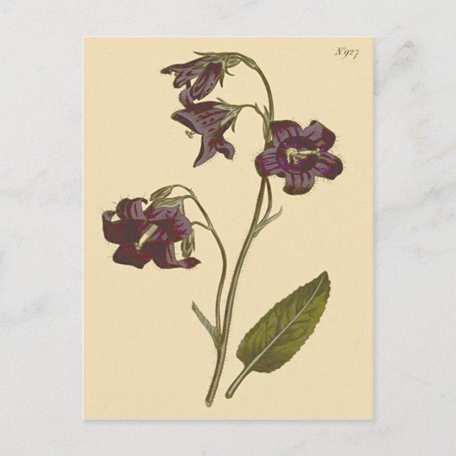 Postal Ilustración botánica de campanilla de hoja salvia (Anverso)