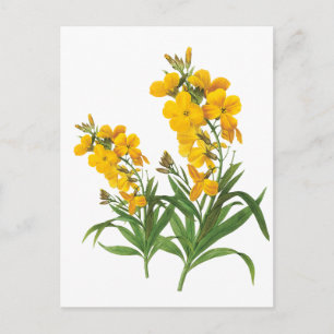 Postal Ilustración botánica de flores amarillas vintage