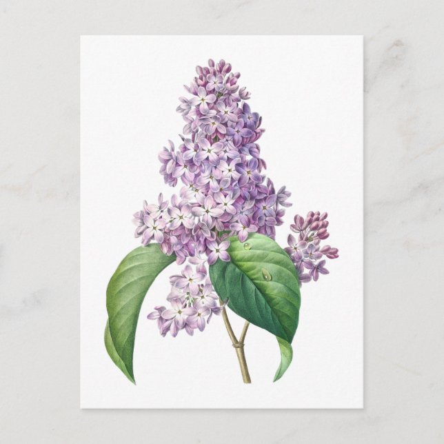 Postal Ilustración botánica de flores de lila de Redouté (Anverso)