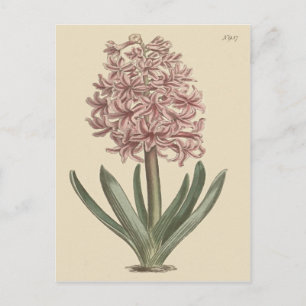 Postal Ilustración botánica de jacinto de jardín
