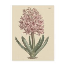 Ilustración botánica de jacinto de jardín